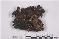 藏品(黃類斑葉衣)的圖片